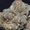 Grandaddy Purple feminized seeds (Big Head Seeds)