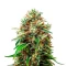 Honey Cream Fast Seeds (Royal Queen Seeds)