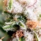 Mango feminized seeds (Blimburn Seeds)