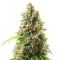 Graines féminisées de NYC Sour D Auto (Tyson S) (Royal Queen Seeds)