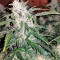 Graines de cannabis Pure Kush (Original Sensible Seeds)