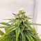 Sementes Feminizadas de Purple Gelato Autoflower (Seedkeepers)