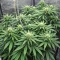 Sementes Feminizadas de Rainbow Melon (Fast Buds)