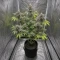 RS11 x Banana OG Seeds (Barney's Farm)