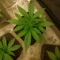 Santa Muerte Fast Seeds