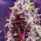 Section 781 Fast Flowering Seeds (Blimburn x Herbies)