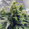 Sensi Skunk Seeds