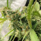 Shogun feminized seeds