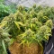 Skywalker Auto feminized seeds