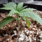 THC Bomb Auto (Bomb Seeds)