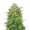 Triple Cheese feminized seeds