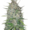 White Widow Original feminized seeds