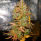 Blueberry Autoflower (Herbies Seeds)