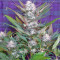 Sweet Skunk Auto Seeds