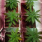 Amnesia Bilbo (Genehtik Seeds)