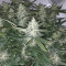 Graines de cannabis Auto Xtreme (Dutch Passion)