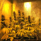 Bangi Haze x Ethiopian Seeds