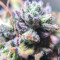 Blue Mystic strain
