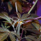 Brain Cake feminized seeds