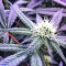 Graines de cannabis Chem Berry D regular (Dark Horse Genetics)