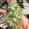 Do-Sweet-Dos (Sweet Seeds)