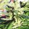 Golden Tiger strain
