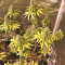 Gorilla × White Widow Seeds