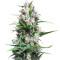 Green Haze x Malawi Seeds