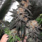 Graines de cannabis Headstash (Karma Genetics)
