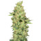 Graines de cannabis King Kong Auto (Dr Underground)