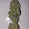 King Kong Seeds