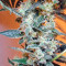 Malawi x PCK (Ace Seeds)