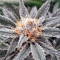 Original Glue (Nirvana Seeds)