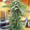Graines de cannabis Panama regular (CannaBioGen)