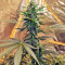 Sticky Fingers Autoflower (Seedstockers)