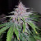 Strawberry Nuggets Auto Seeds