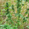 Super Skunk Autoflower (Seedstockers)