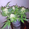 Super Skunk Seeds (Seedstockers)