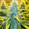 Toxic feminized seeds