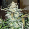 Blue Cheese Automatic strain