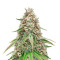 Cheese (Herbies Seeds)