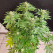 Chocolope (Herbies Seeds)