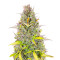Crystal WW Autoflower Feminized Seeds (Easy Grow Seeds)