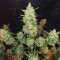 Graines de cannabis Extreme Impact Auto (Heavyweight Seeds)