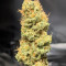 Gorilla SFV OG (Expert Seeds) feminized seeds