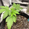 Northern Light Auto (Expert Seeds) feminized seeds