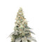 Sementes Feminizadas de Purple Punch F1 (Seedkeepers)