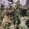 LSD Seeds - Cannabis Strain Seeds for Sale