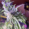 Dozy Whale Seeds (AlphaFem Seeds) - Cannabis Strain Seeds for Sale