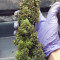 Solomatic Auto CBD Seeds - Cannabis Strain Seeds for Sale